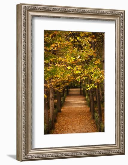 Leaves on plants in a park, Buen Retiro Park, Madrid, Spain-null-Framed Photographic Print