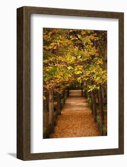 Leaves on plants in a park, Buen Retiro Park, Madrid, Spain-null-Framed Photographic Print