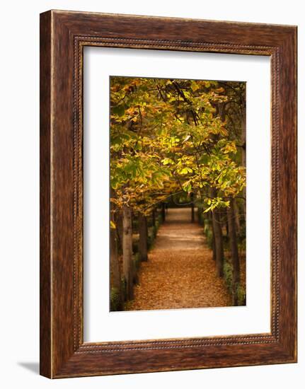 Leaves on plants in a park, Buen Retiro Park, Madrid, Spain-null-Framed Photographic Print