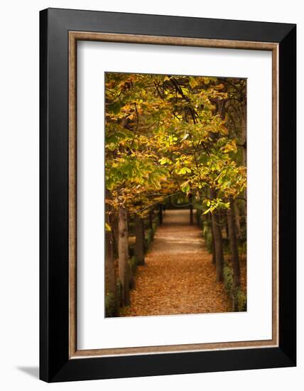 Leaves on plants in a park, Buen Retiro Park, Madrid, Spain-null-Framed Photographic Print