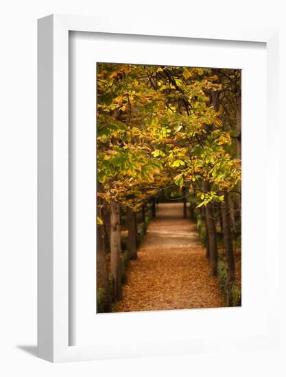 Leaves on plants in a park, Buen Retiro Park, Madrid, Spain-null-Framed Photographic Print