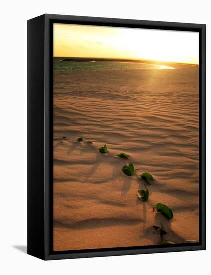 Leaves on the Dune-null-Framed Premier Image Canvas