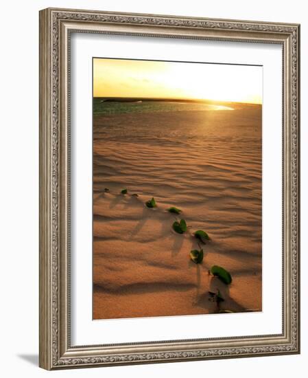 Leaves on the Dune-null-Framed Photographic Print