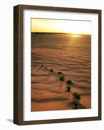 Leaves on the Dune-null-Framed Photographic Print