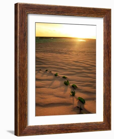 Leaves on the Dune-null-Framed Photographic Print