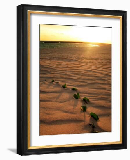 Leaves on the Dune-null-Framed Photographic Print