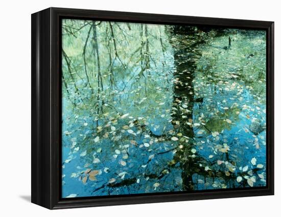 Leaves on the Water-null-Framed Premier Image Canvas