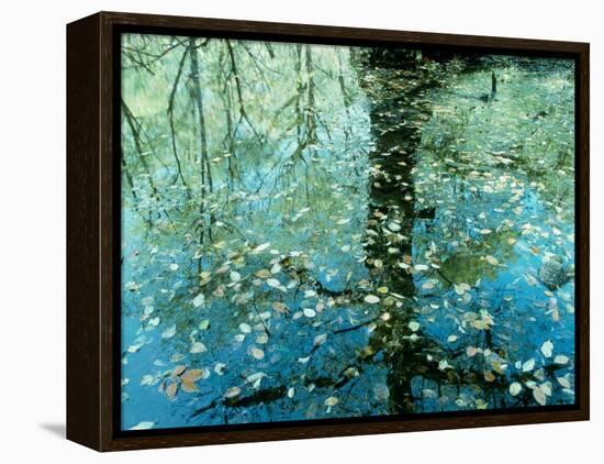 Leaves on the Water-null-Framed Premier Image Canvas