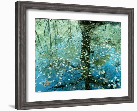 Leaves on the Water-null-Framed Photographic Print