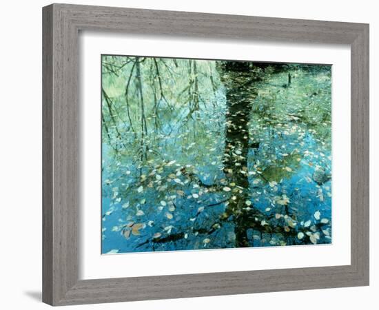 Leaves on the Water-null-Framed Photographic Print