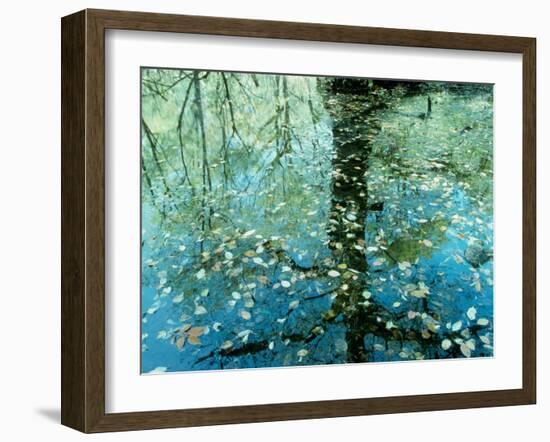 Leaves on the Water-null-Framed Photographic Print