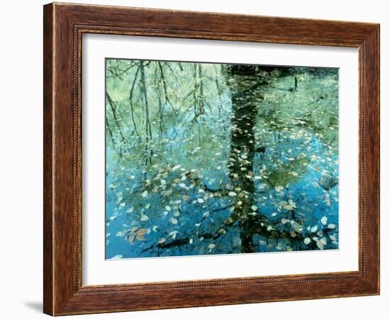 Leaves on the Water--Framed Photographic Print