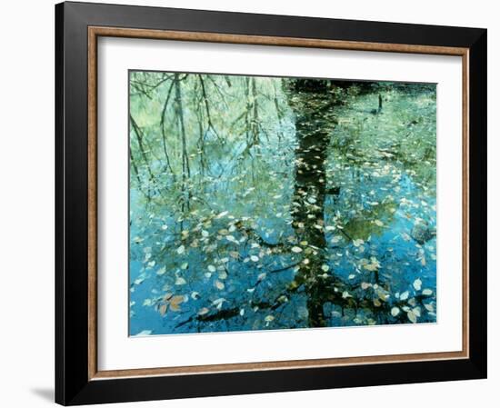 Leaves on the Water--Framed Photographic Print