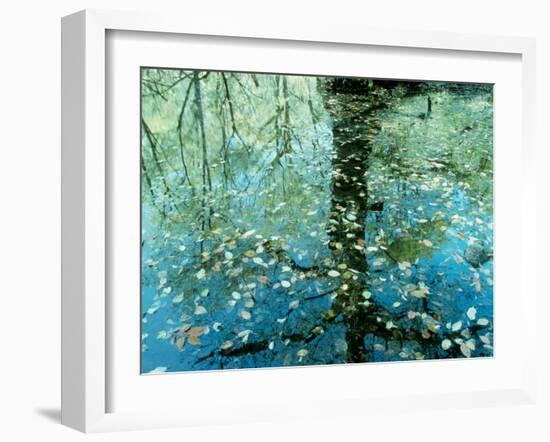 Leaves on the Water-null-Framed Photographic Print