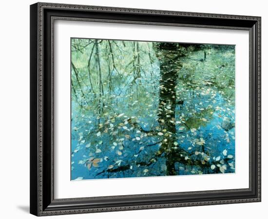 Leaves on the Water-null-Framed Photographic Print