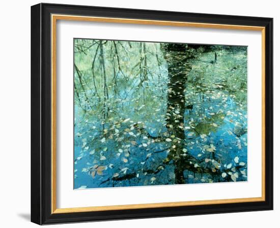 Leaves on the Water--Framed Photographic Print