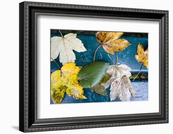 Leaves, Park-Bank, Detail-Brigitte Protzel-Framed Photographic Print