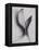 Leaves-Graeme Harris-Framed Premier Image Canvas