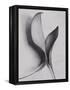 Leaves-Graeme Harris-Framed Premier Image Canvas