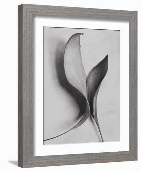 Leaves-Graeme Harris-Framed Photographic Print