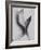 Leaves-Graeme Harris-Framed Photographic Print