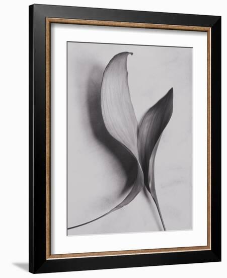 Leaves-Graeme Harris-Framed Photographic Print
