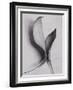 Leaves-Graeme Harris-Framed Photographic Print