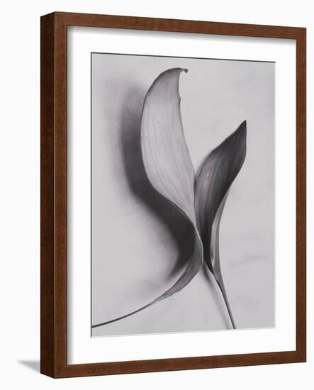 Leaves-Graeme Harris-Framed Photographic Print