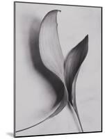 Leaves-Graeme Harris-Mounted Photographic Print
