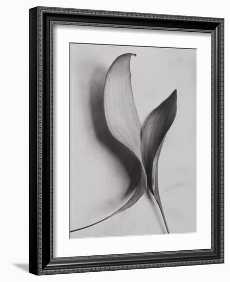 Leaves-Graeme Harris-Framed Photographic Print