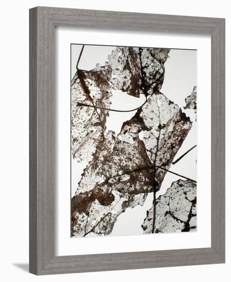 Leaves-Design Fabrikken-Framed Photographic Print