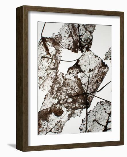 Leaves-Design Fabrikken-Framed Photographic Print