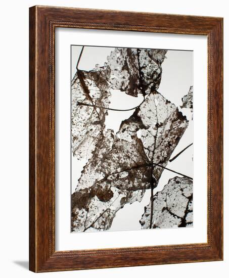 Leaves-Design Fabrikken-Framed Photographic Print