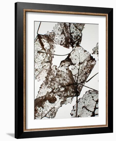 Leaves-Design Fabrikken-Framed Photographic Print