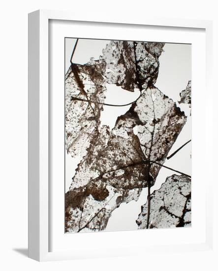 Leaves-Design Fabrikken-Framed Photographic Print