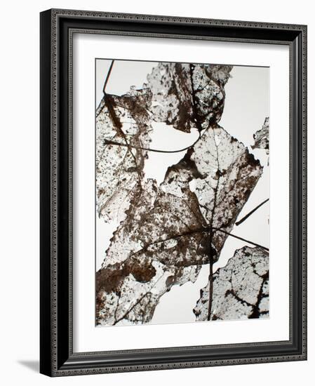 Leaves-Design Fabrikken-Framed Photographic Print