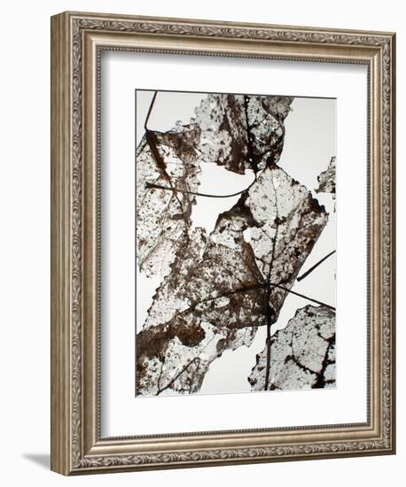 Leaves-Design Fabrikken-Framed Photographic Print