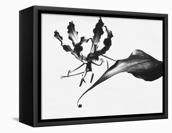 Leaves-Panoramic Images-Framed Premier Image Canvas