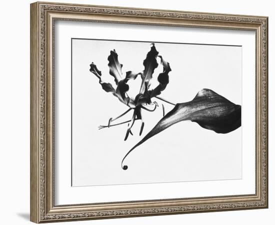 Leaves-Panoramic Images-Framed Photographic Print