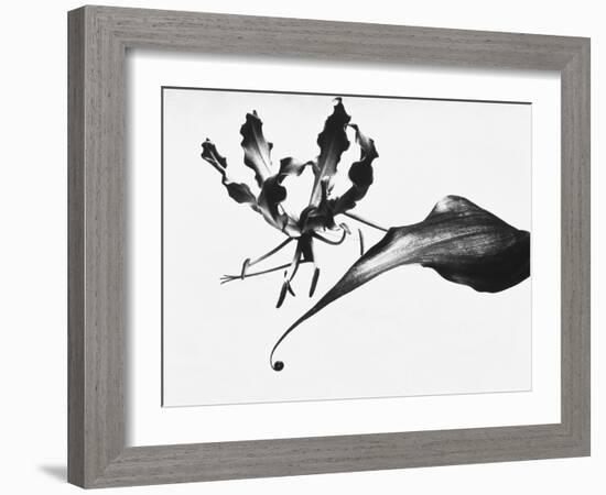 Leaves-Panoramic Images-Framed Photographic Print