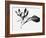 Leaves-Panoramic Images-Framed Photographic Print