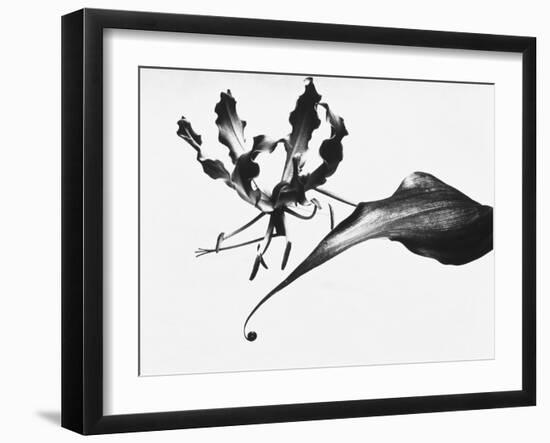 Leaves-Panoramic Images-Framed Photographic Print