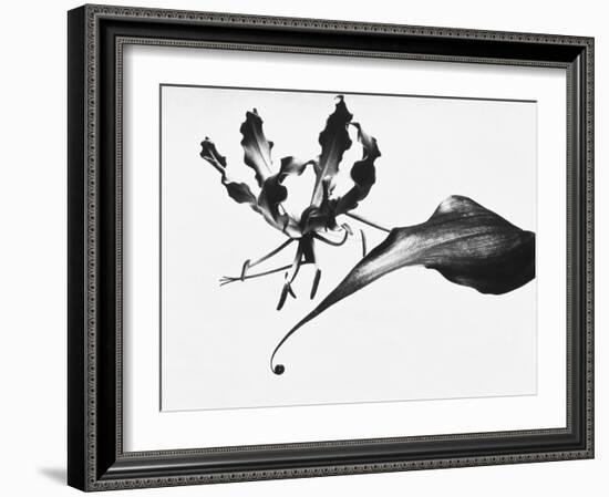Leaves-Panoramic Images-Framed Photographic Print