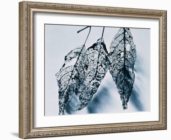 Leaves-Panoramic Images-Framed Photographic Print