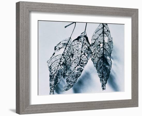 Leaves-Panoramic Images-Framed Photographic Print