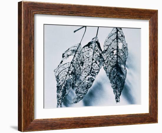 Leaves-Panoramic Images-Framed Photographic Print