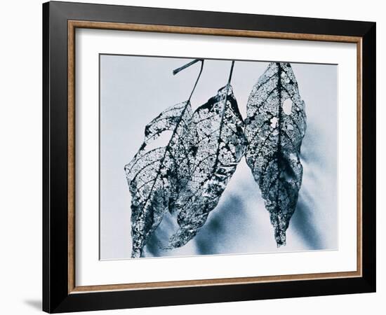 Leaves-Panoramic Images-Framed Photographic Print