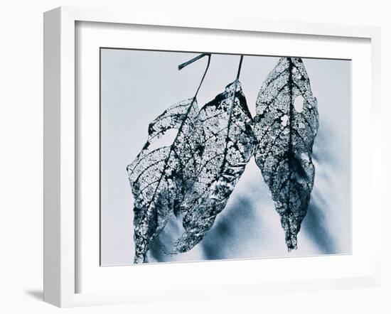 Leaves-Panoramic Images-Framed Photographic Print