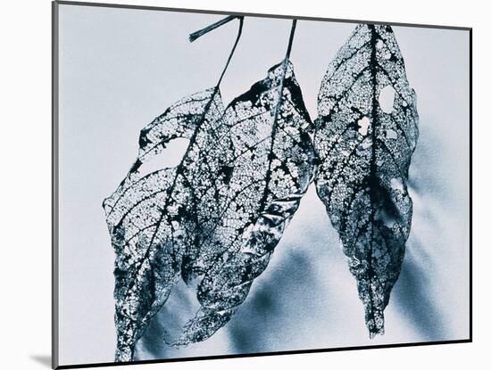 Leaves-Panoramic Images-Mounted Photographic Print