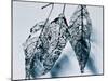 Leaves-Panoramic Images-Mounted Photographic Print